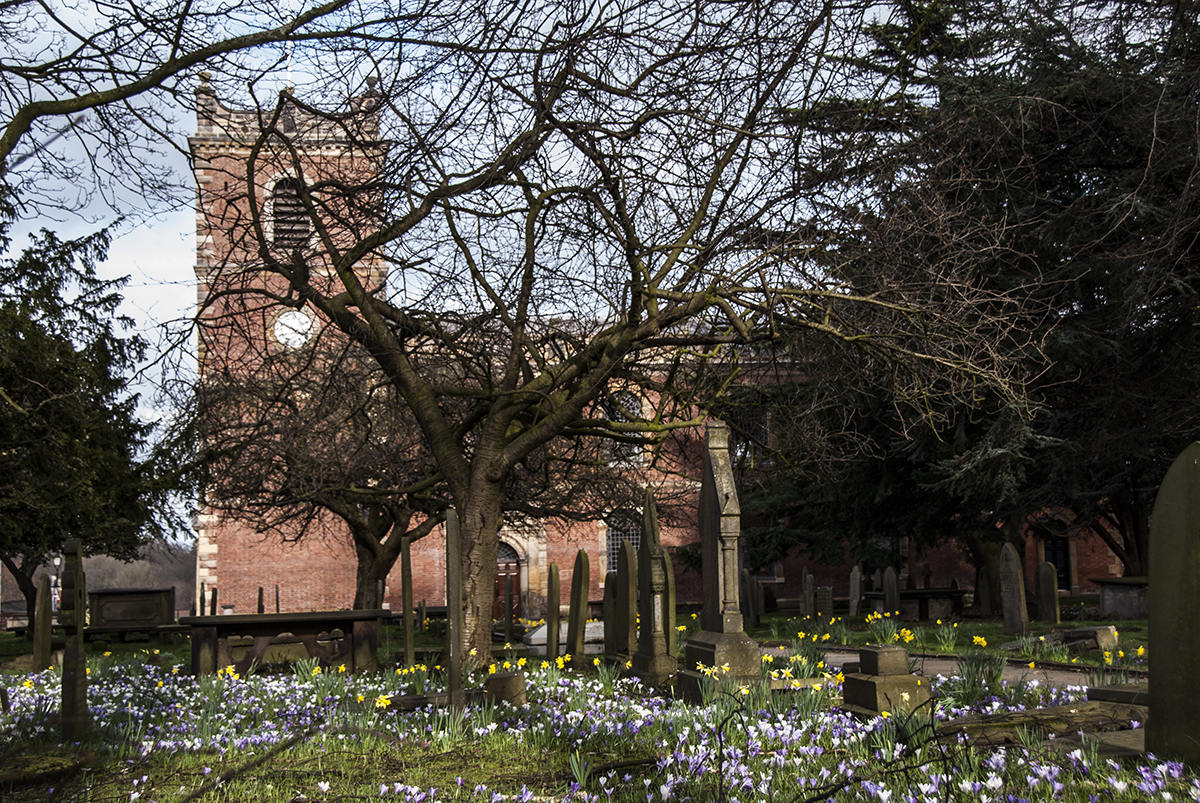 Digital Images of Knutsford Town Centre: Bluebells in Spring