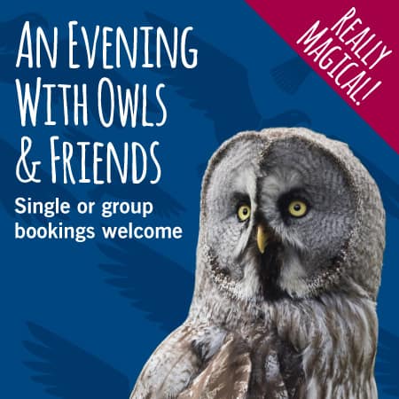 Evening with the owls
